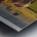 Equine Harmony in Billings Metal print