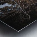 Birch Curves Metal print