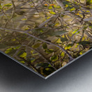 A Feathery Connection: Bluebird Serendipity Metal print