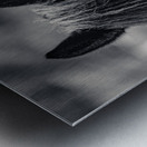 Curious Gaze: A Captivating Encounter with a Silent Horse  Metal print