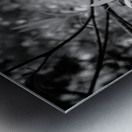 Rainy Day Wonders: Exploring Saint Marys Parks and the Intriguing Palm Tree Shoot Metal print