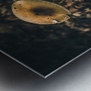 Mystical Fungi: Guardian Shroom by the Forest Path Metal print