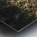 Montana Ranch Shroom: Sunlit Stallion Shroom Metal print