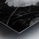 Montana Ranch Shroom: Valley Vista Toadstool Metal print