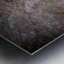 Solitary Pine on Granite: A Snapshot of Sylvan Lakes Tranquility Metal print