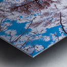 Chautauqua Chronicles: Pink Frame Metal print