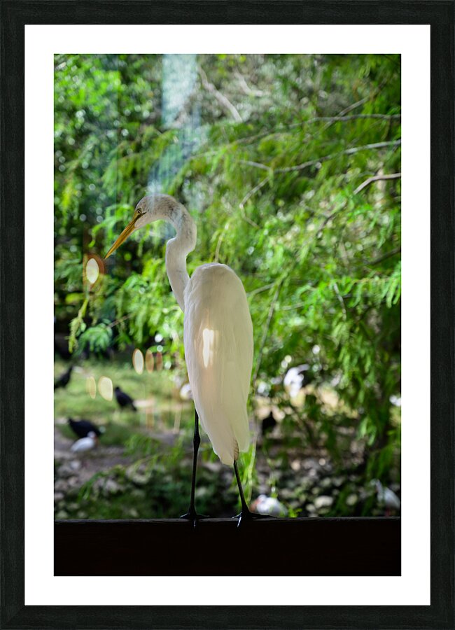 Winged Wonders: A Birdwatchers Delight in Florida Picture Frame print