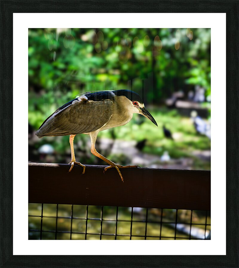 Flight of Discovery: Birdwatching Adventures in Homosassa Picture Frame print