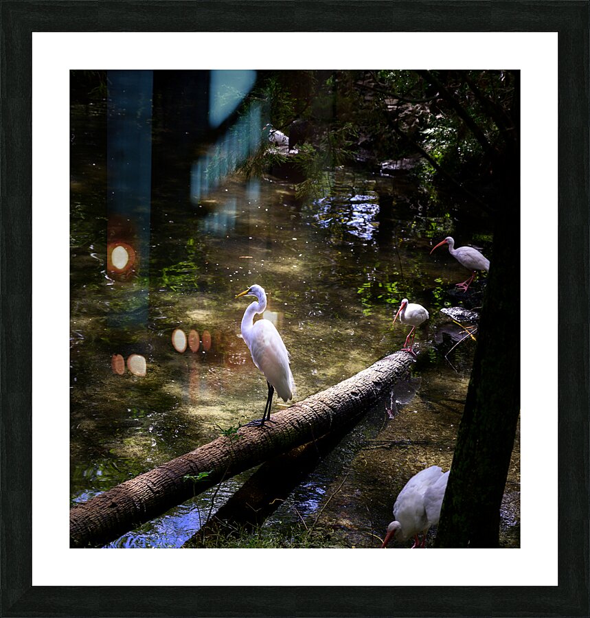 Avian Oasis: A Day Among Floridas Birds Picture Frame print