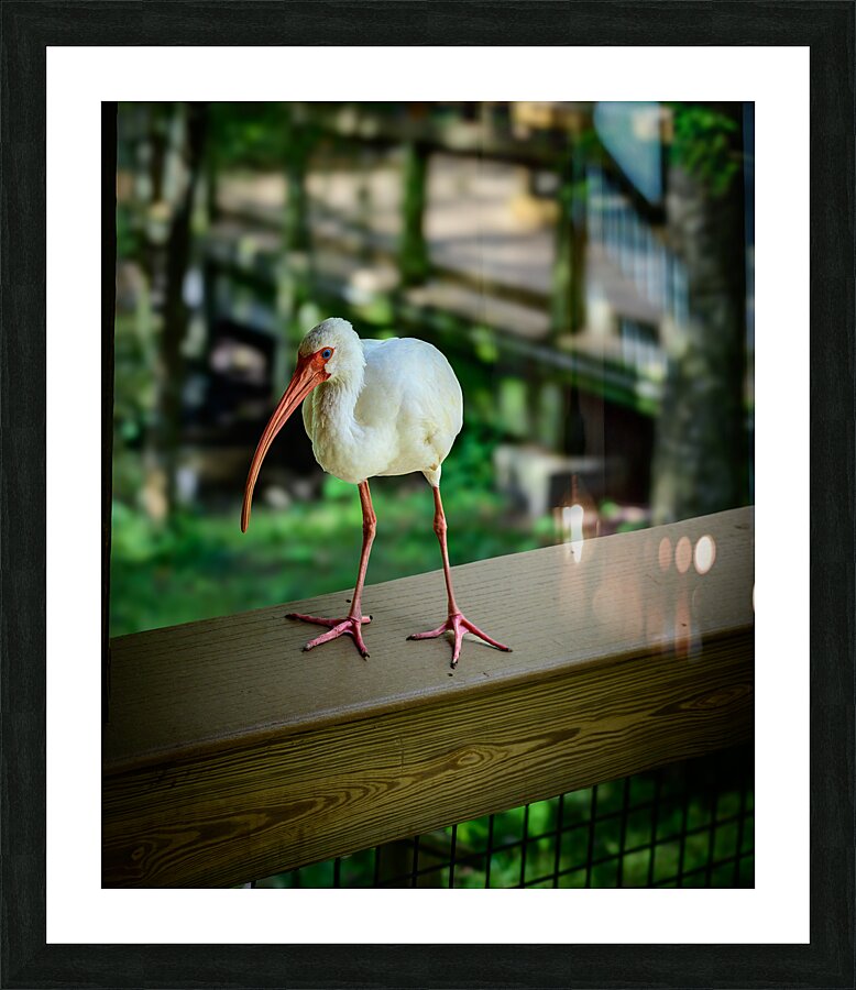 Symphony of Wings: A Birdwatchers Tale Picture Frame print