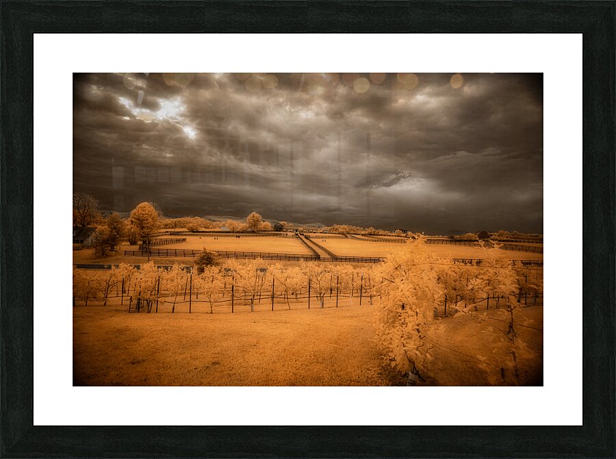 Golden Vineyard Picture Frame print