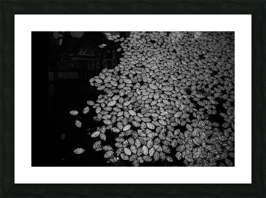 Lily Pad Dance Picture Frame print