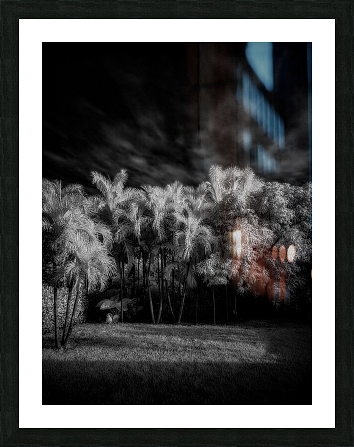 Twilight Shadows of a Palm Grove Picture Frame print