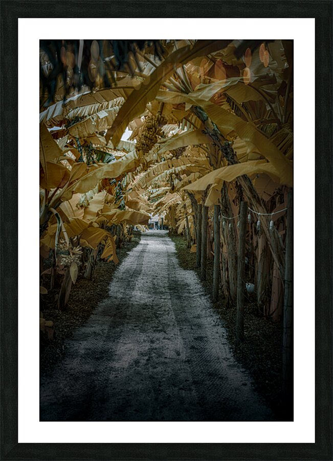 Banana Perspective Picture Frame print