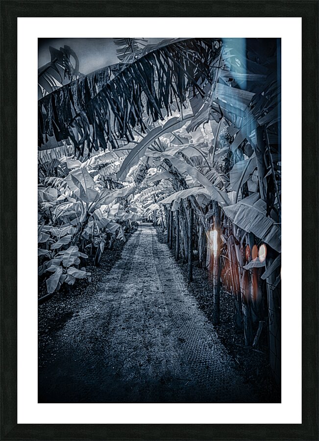 Tropical Banana Pathway Picture Frame print