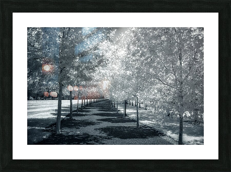 Canopy of Silent Shadows Picture Frame print
