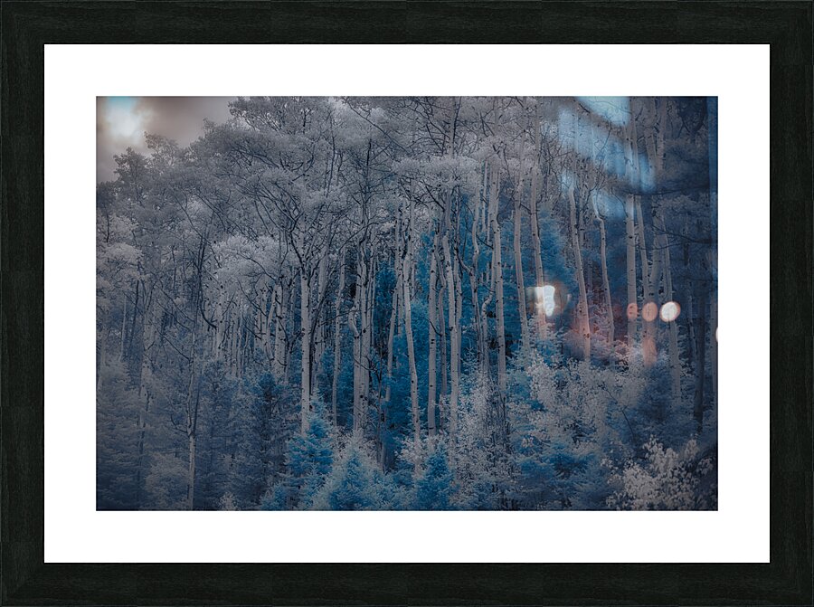 Ethereal Blue Amidst Monochrome Forest Picture Frame print