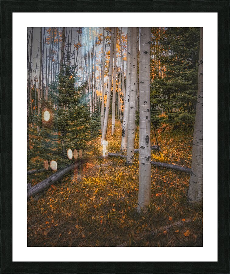 Eternal Transition of the Forest Picture Frame print