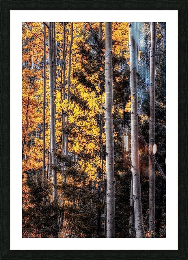 Warmth Amidst the Shadows Picture Frame print