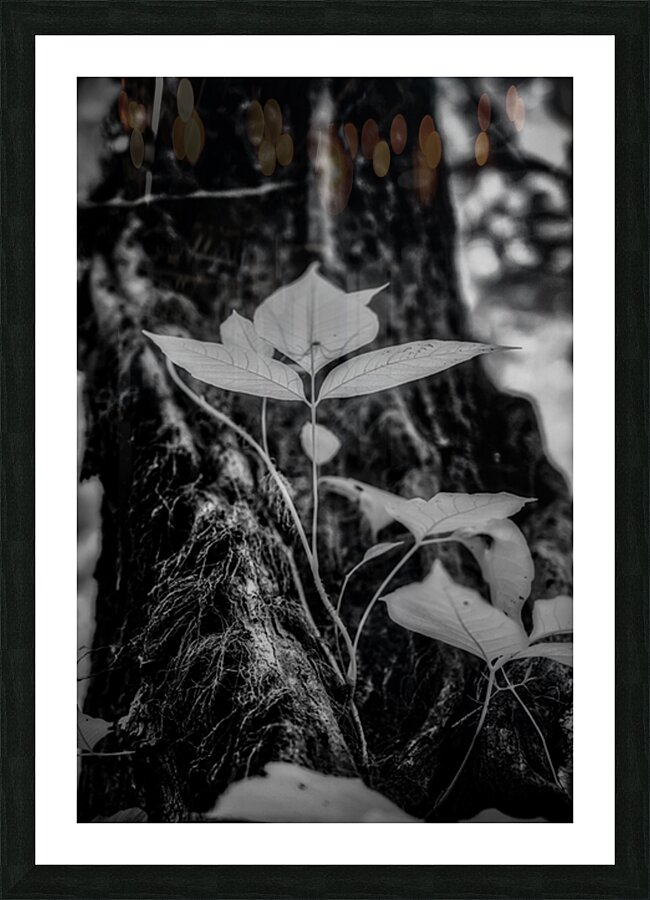 Natures Delicate Balance Picture Frame print