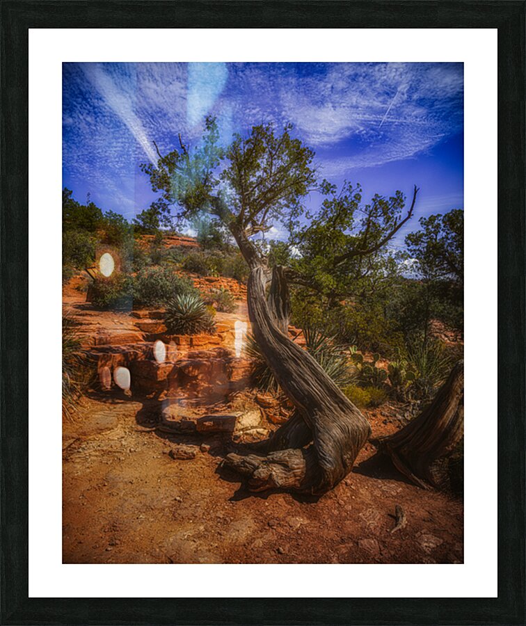 Windswept Harmony of Bark and Sky Picture Frame print