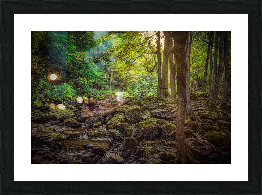 Moss Kissed Canopy Light Picture Frame print