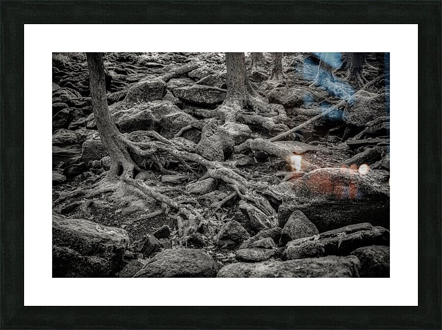 Forest Floor Labyrinth Picture Frame print