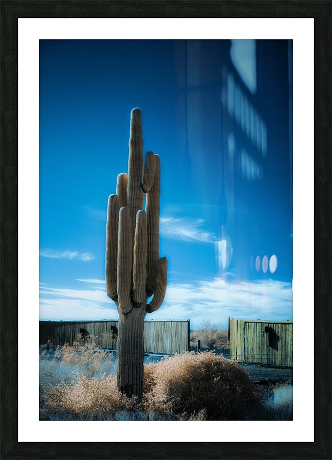 Cactus Symphony beneath Azure Heights Picture Frame print
