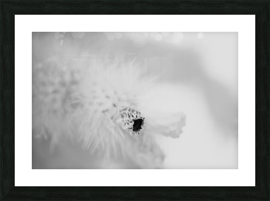 Prickly Veil Picture Frame print
