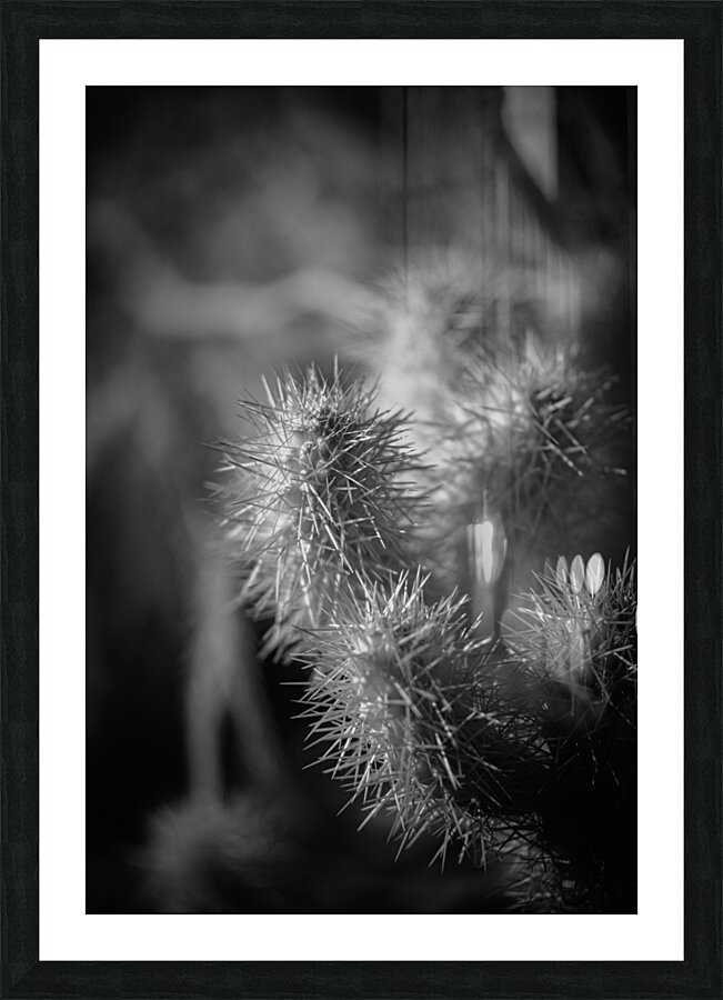 Textures of Thorn and Light Picture Frame print