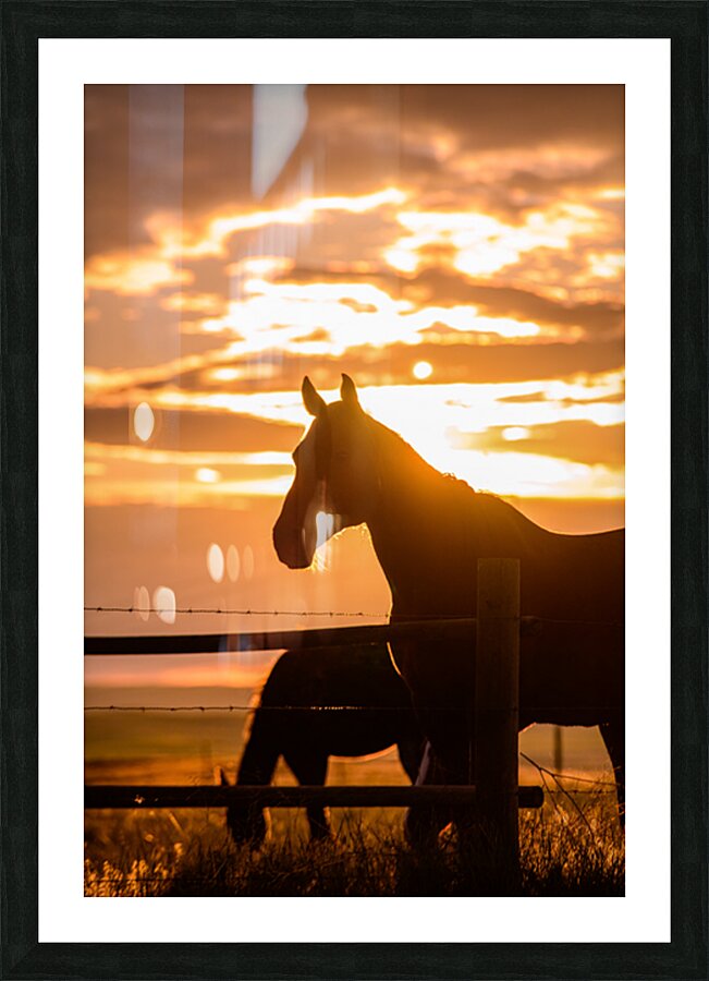 Sunset Silhouette: Portrait of Ernie Picture Frame print