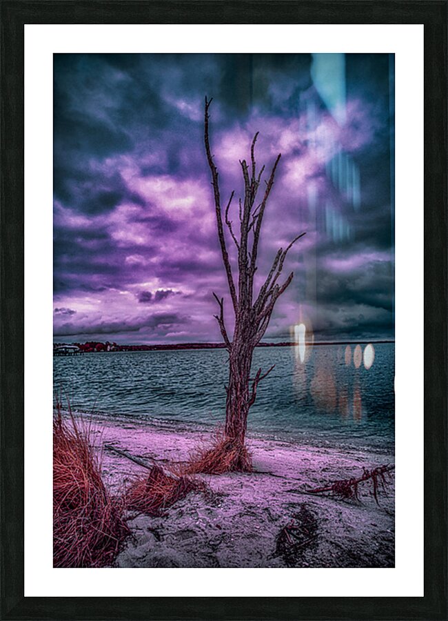 Colorful Dead Beach Tree Picture Frame print