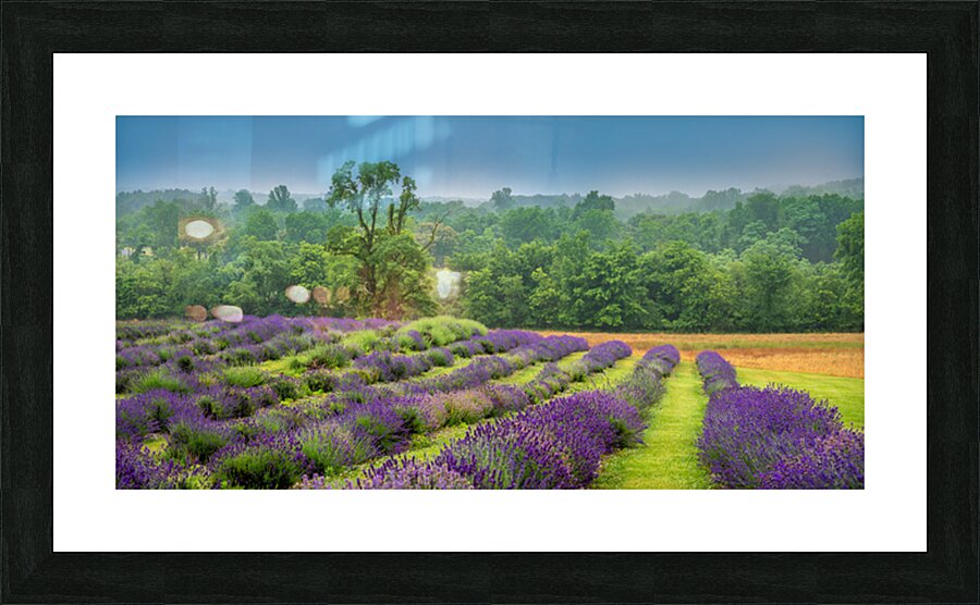 Provence Dreams in Purple and Green Picture Frame print