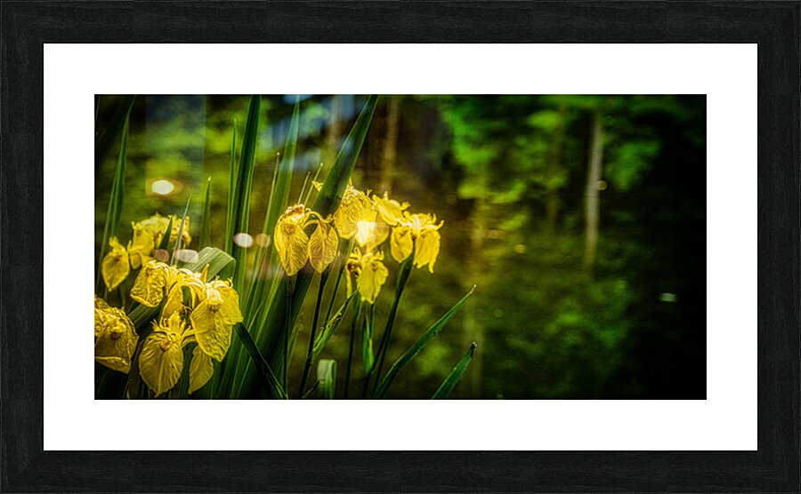 Sun Kissed Blooms: Michaux Forests Yellow Flowers by Small Pond Picture Frame print