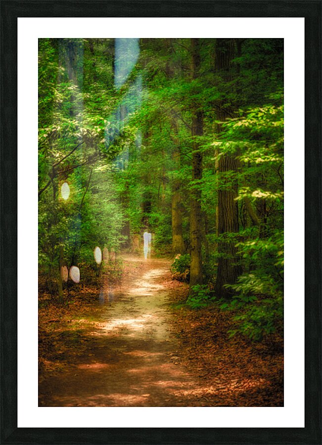 Solitary Trails: Rays on a Path at Killens Pond State Park Picture Frame print