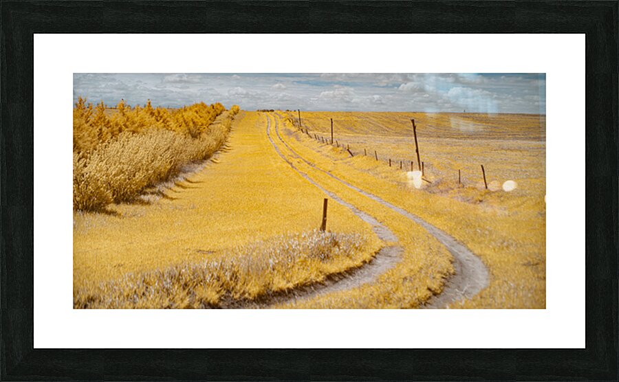 Fields of Gold Picture Frame print