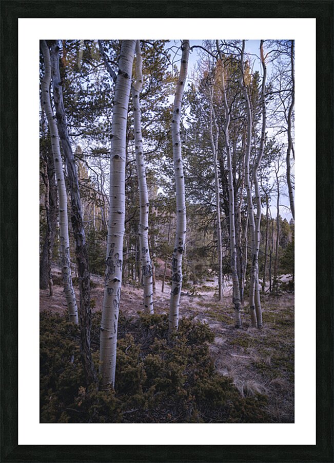 Mueller Aspen Series: Aspen Tree Trail Picture Frame print