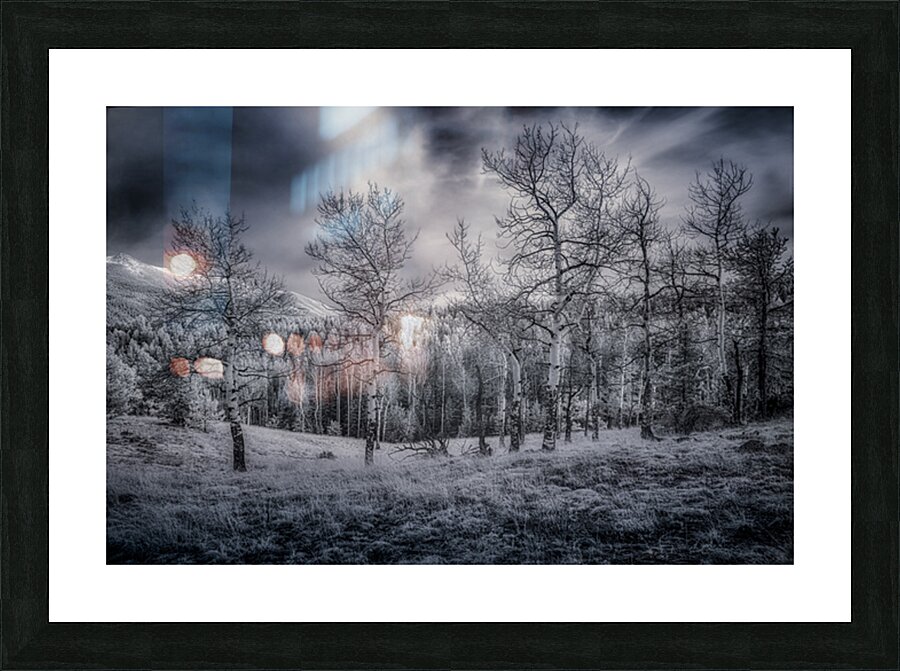 Mueller Aspen Series: Grove of Tranquility Picture Frame print