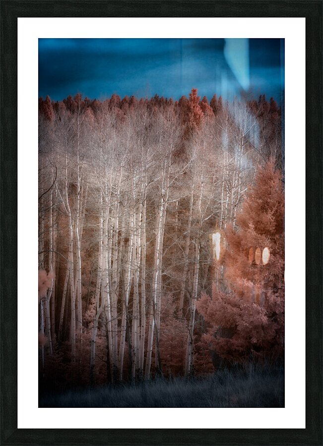 Mueller Aspen Series: Enchanted Woods Picture Frame print