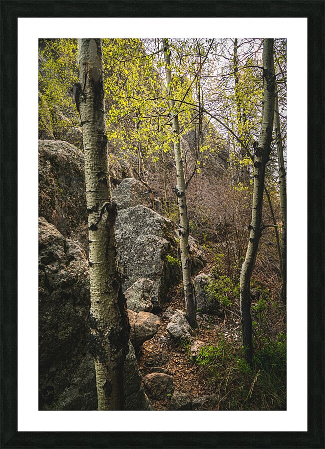 Discovering Hidden Beauty: Aspen Grove Behind the Lake Impression et Cadre photo
