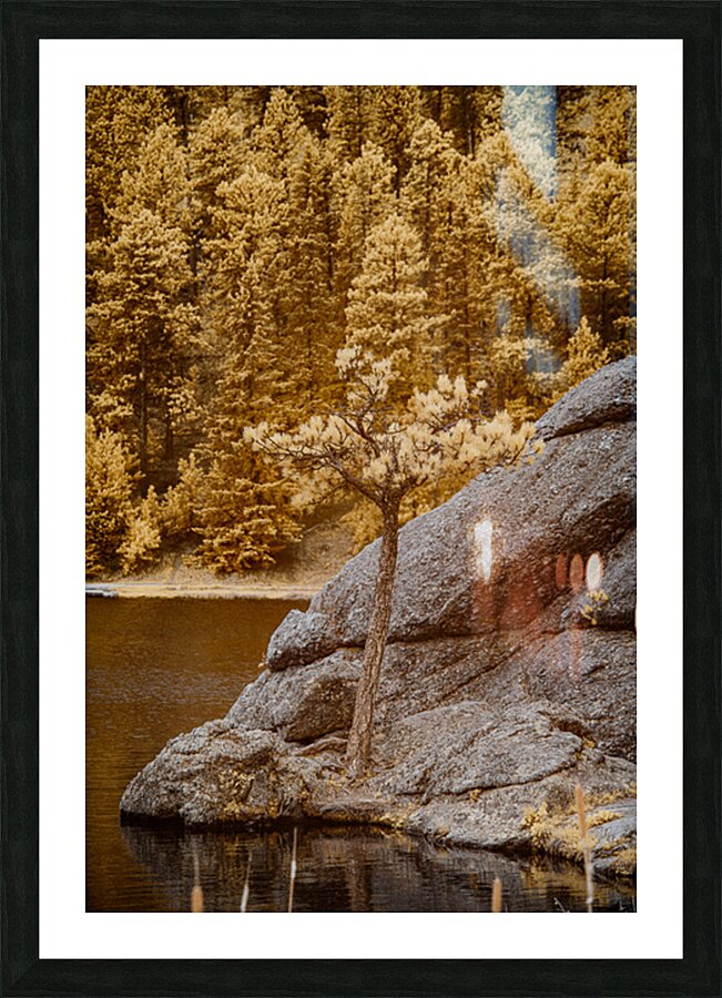 Pine Serenity: An Glimpse of Sylvan Lakes Tranquility Picture Frame print