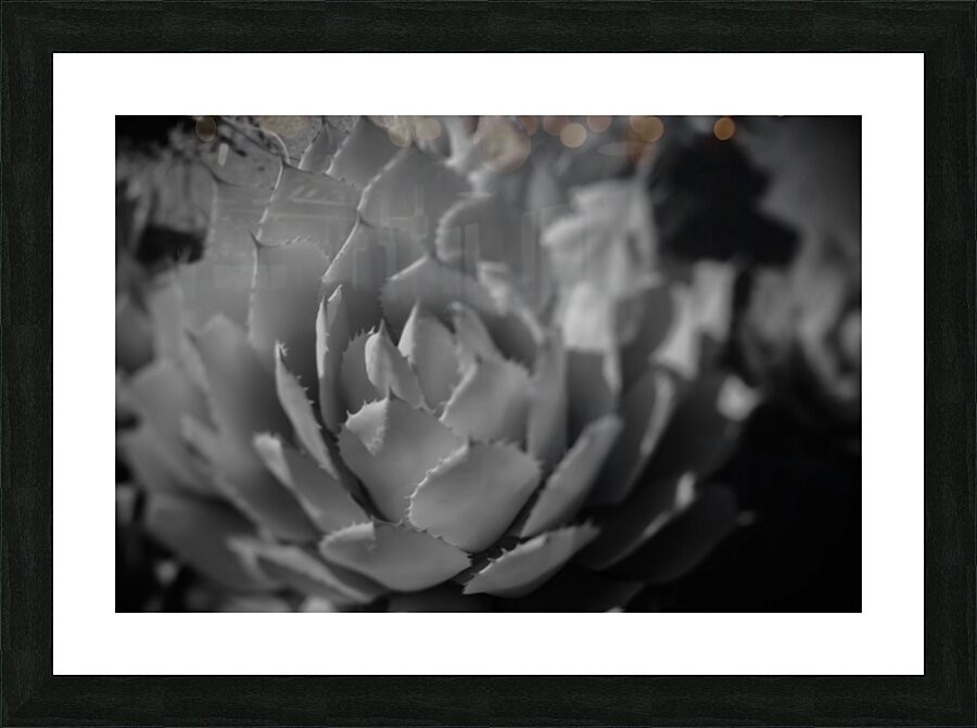 Natures Shadow Ballet Picture Frame print