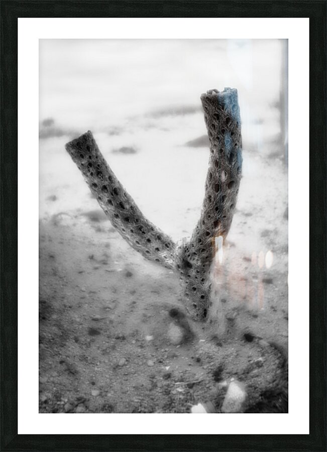 Echoes of a Prickly Past Impression et Cadre photo