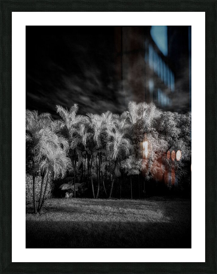 Twilight Shadows of a Palm Grove Picture Frame print