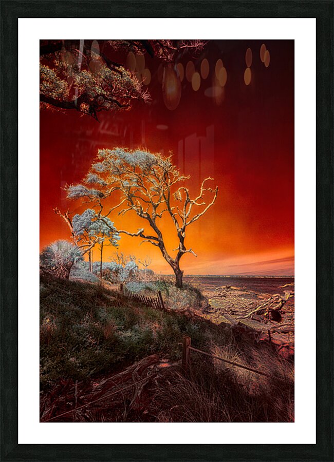 Ruby Bonsai: A Botanical Marvel Unveiled on Driftwood Beach Picture Frame print