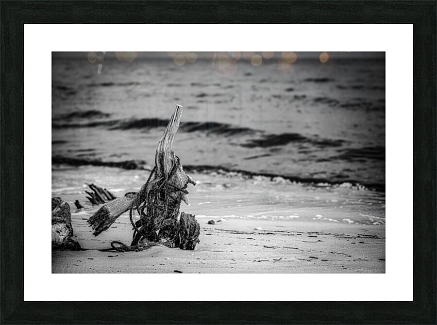 Driftwood Rhapsody on Serene Sands Picture Frame print
