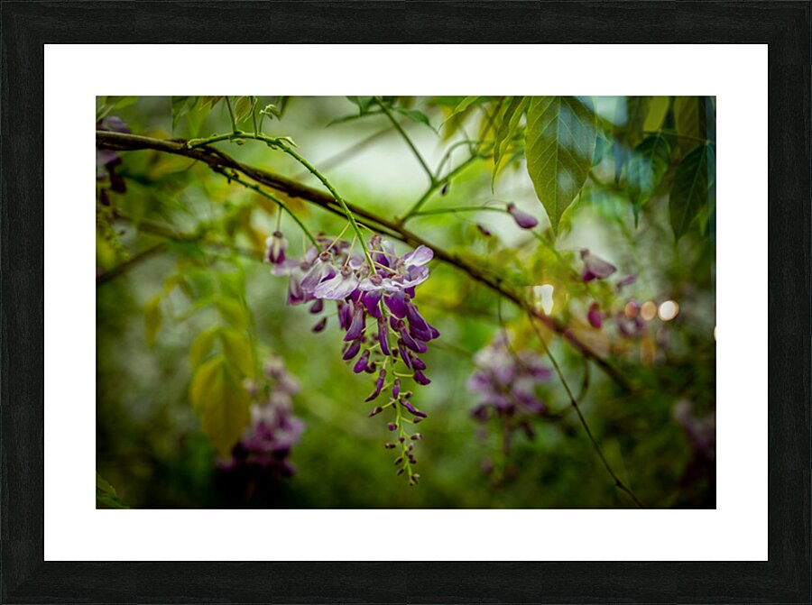 Springs Purple Poetry Impression et Cadre photo