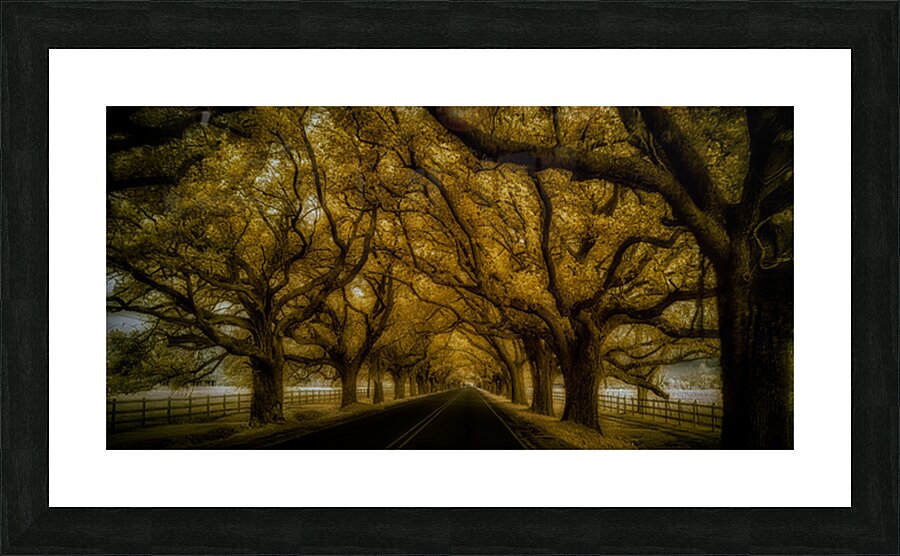 Saint Bernards Tree Road Picture Frame print