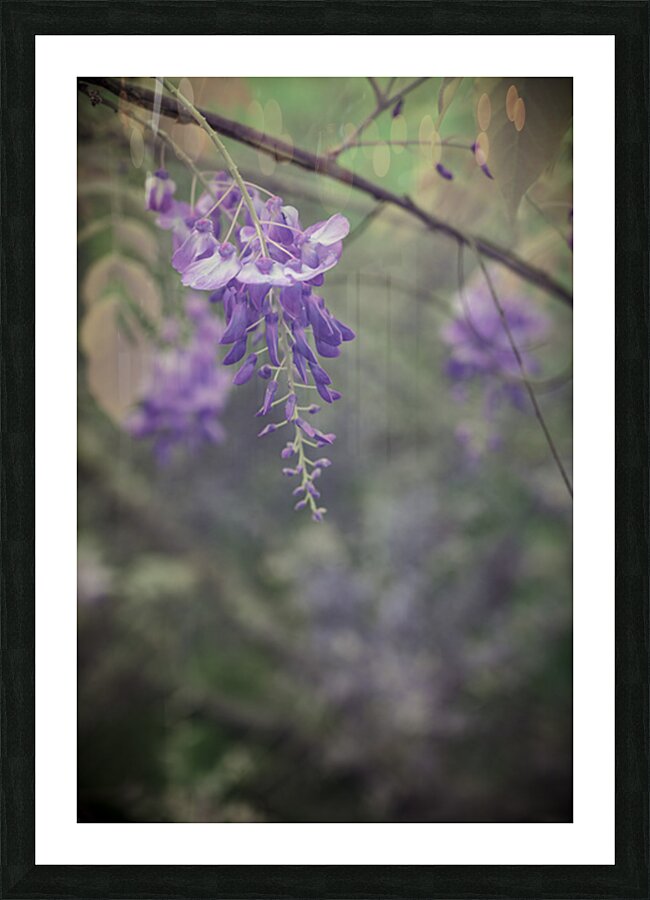 Wisterias Whisper Impression et Cadre photo