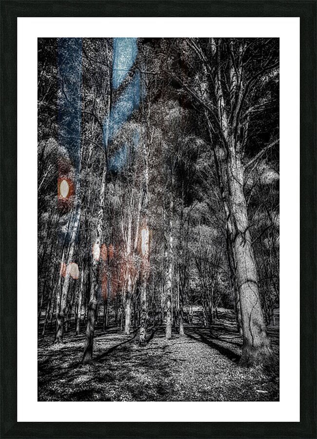Tall Dark Symphony: A Winters Tale in Infrared Black and White Picture Frame print